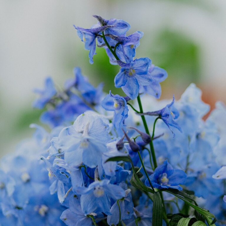Orchidea_004