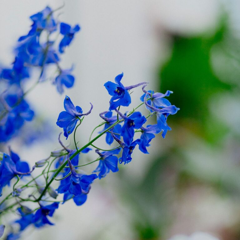 Orchidea_008
