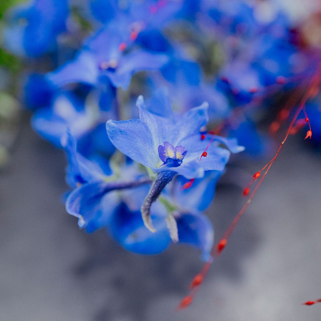 Orchidea_013