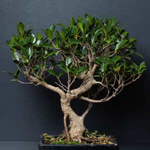 Bonsai ficus big