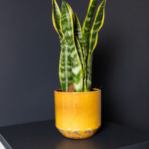 Sansevieria
