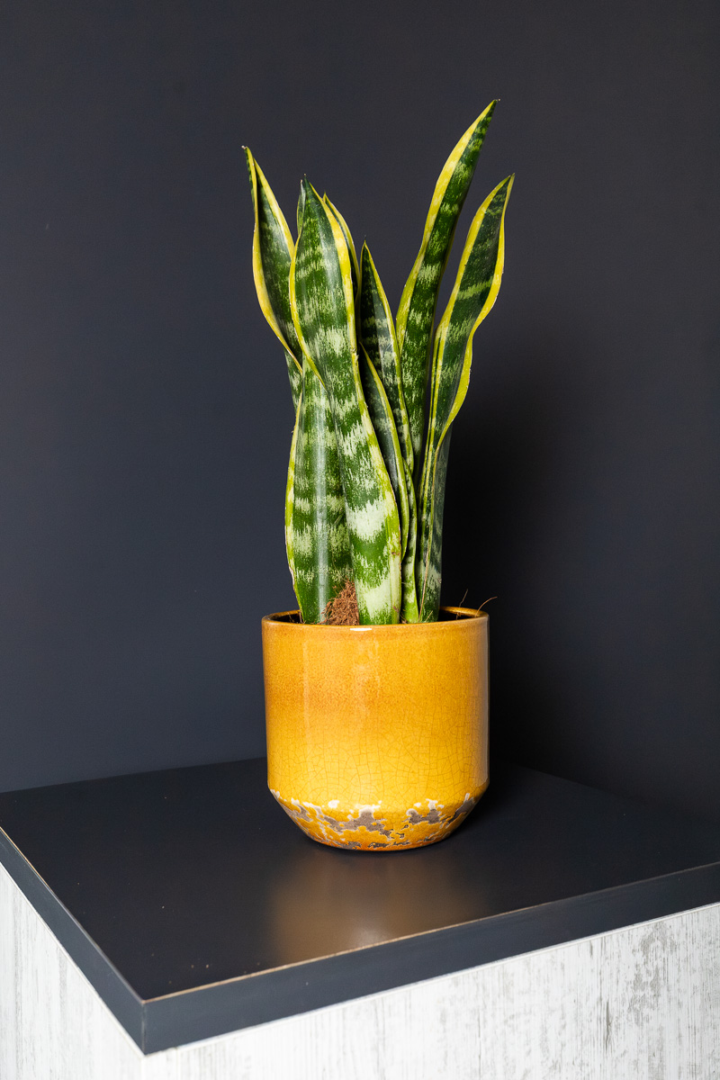 Sansevieria