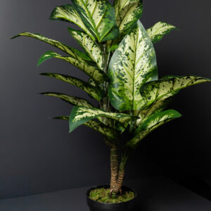 Dieffenbachia finta