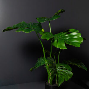 Monstera Finta